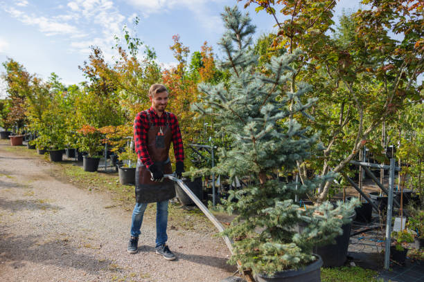 Best Seasonal Cleanup  in Albuquerque, NM